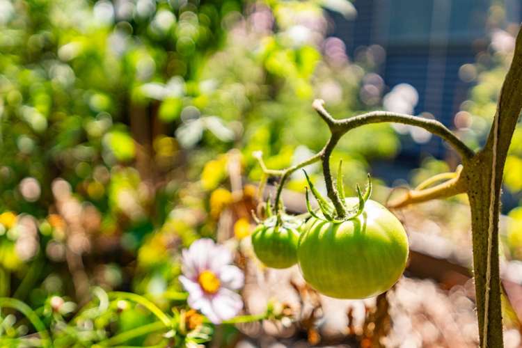 8 Grove Road Mangawhai Heads_28