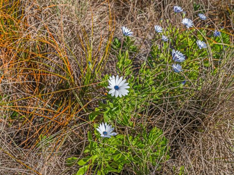 73 Pukehina Parade Pukehina_20