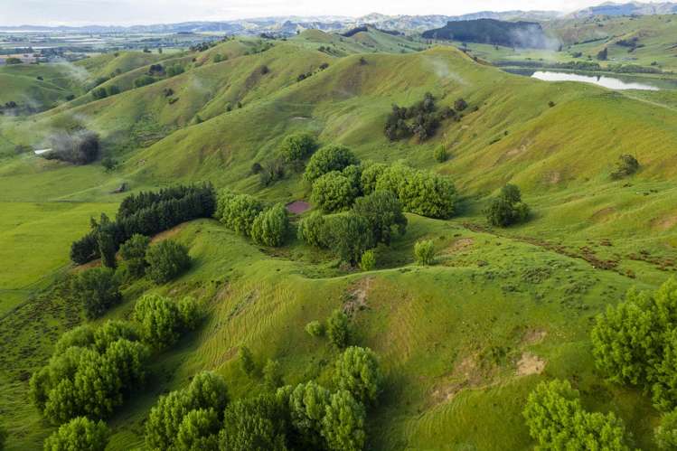 Lavenham Road Waituhi_12
