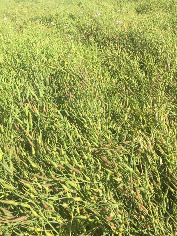 100 Oakleys Road Mayfield_12