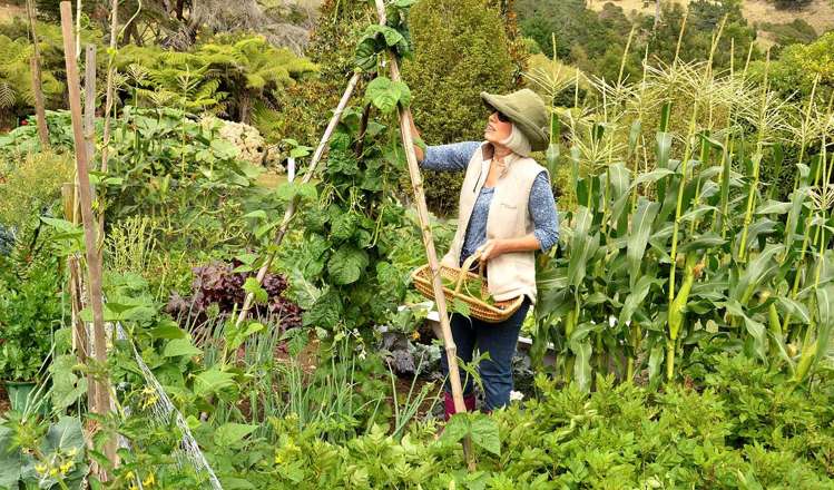 77 Crown Hill Road Paeroa_14