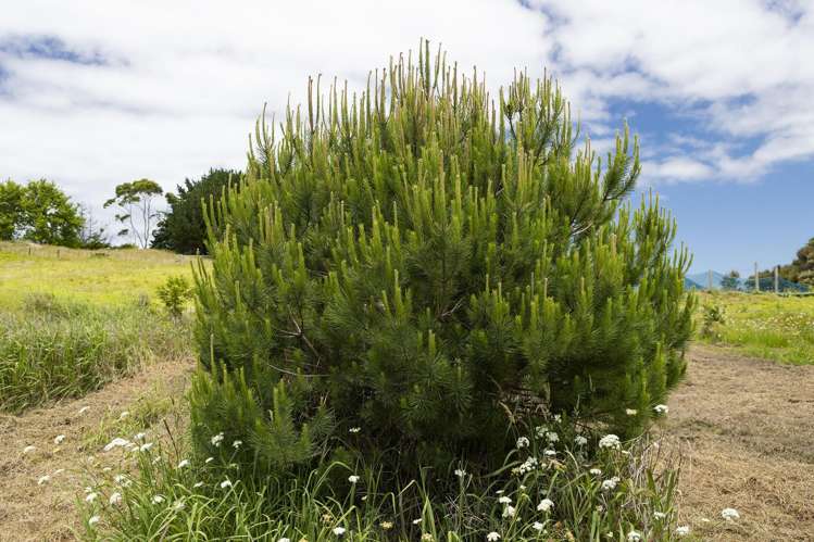 392 Henderson Bay Road Houhora_38