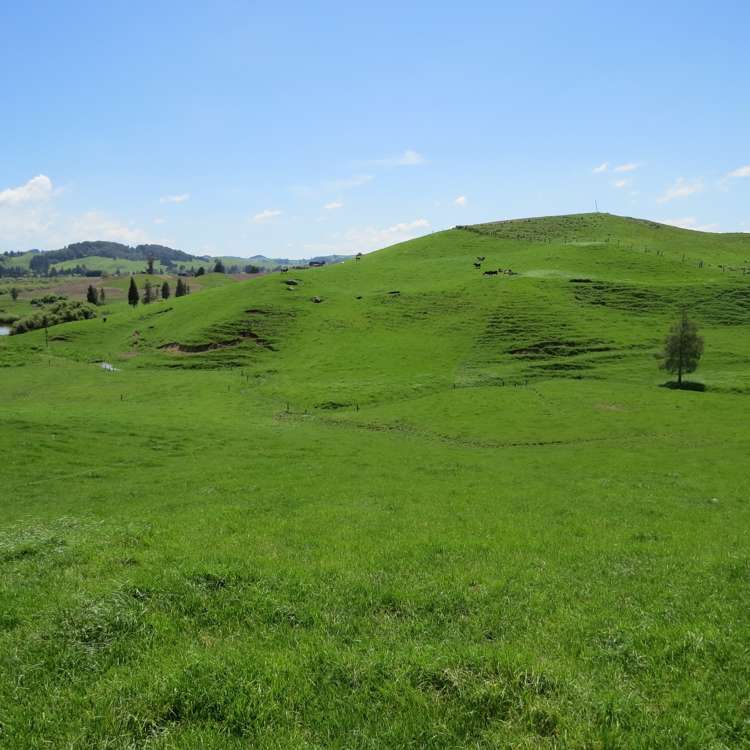 Kahuwera Road Piopio_8