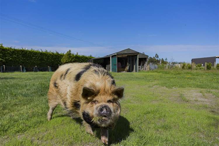 74 Waikuku Beach Road Waikuku_23