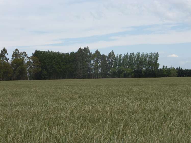 72 Grahams Road Tinwald_5