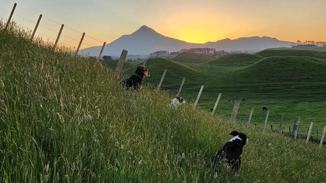 964 Tarata Road Kaimata_3