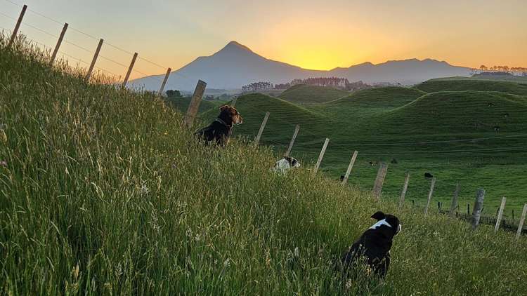 964 Tarata Road Kaimata_3