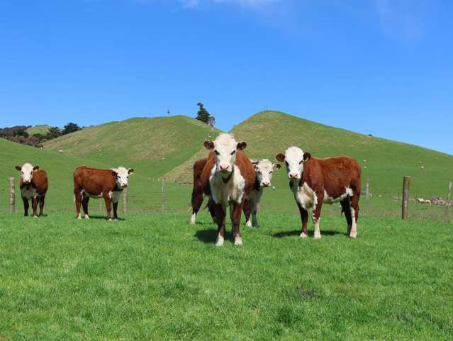 Lot 2/98 Millstream Road Dannevirke_2