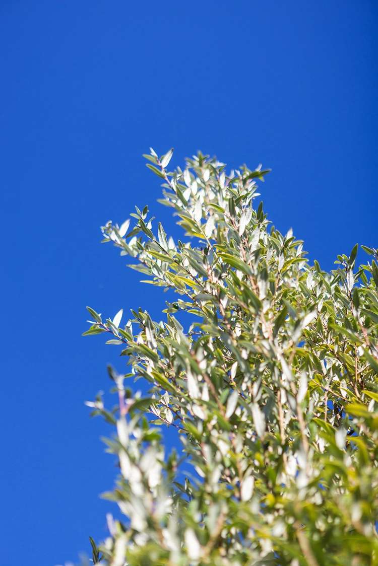 100A Rossall Street Merivale_18