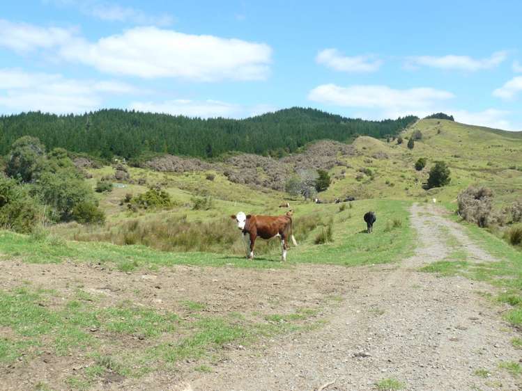 1327 Pupuke Mangapa Road Kaeo_14