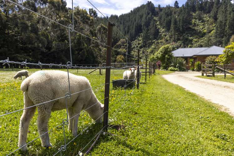 132 Mount Riley Road Havelock_37