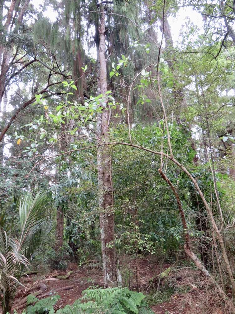 504b Wairere Road Maungaturoto_6