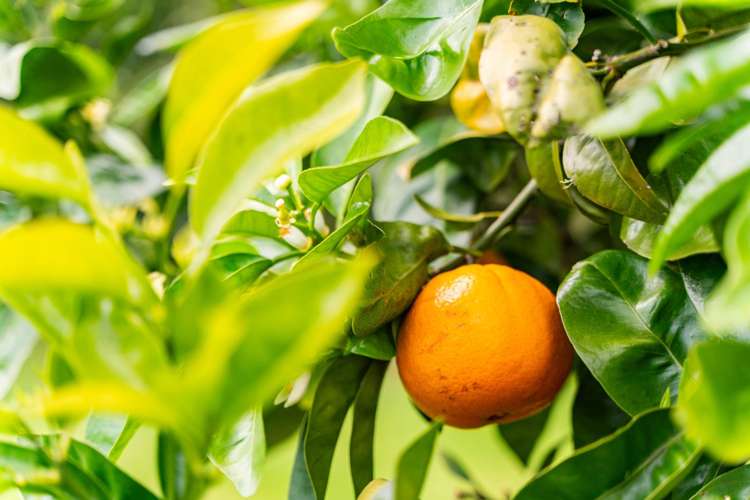 73 Ranganui Road Kaiwaka_62