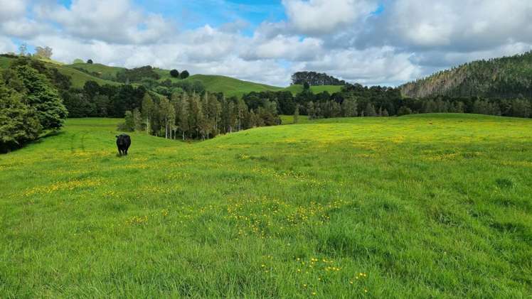 Taylor Road Mangapai and Surrounds_14