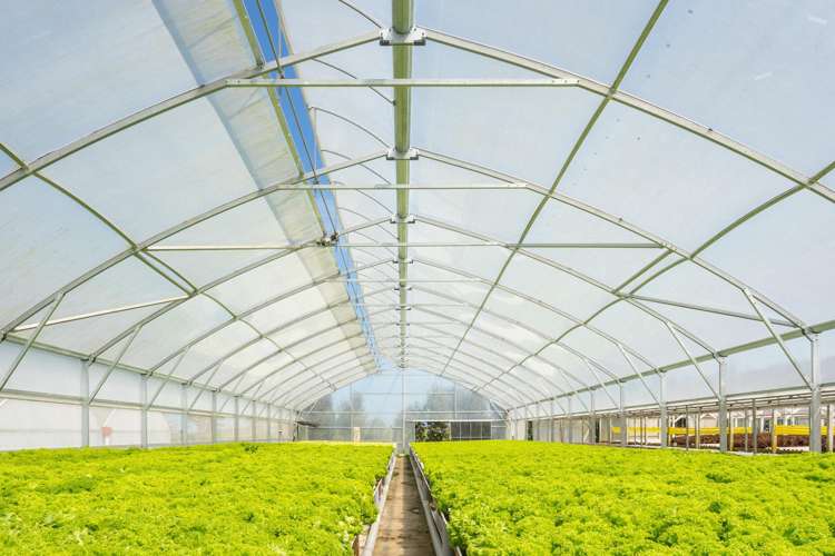 16 Lupton Street Waverley_5