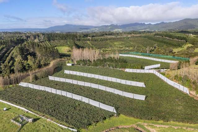 175 Busby Road Katikati_2