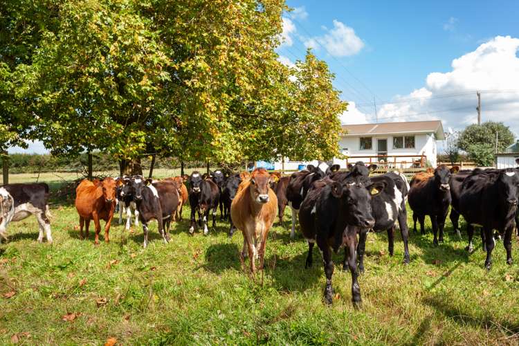 137 Seddon Road Waitoa_10