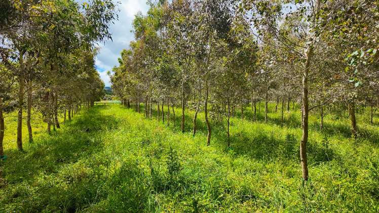 25 Cookson Road Tikitere_35