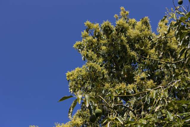 Lot LOT 10/27 Turk Valley Rd Pukenui_4