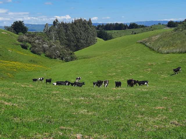 Pohangina Valley Find