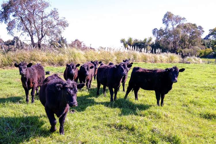 166 Amberley Beach Road Amberley_17