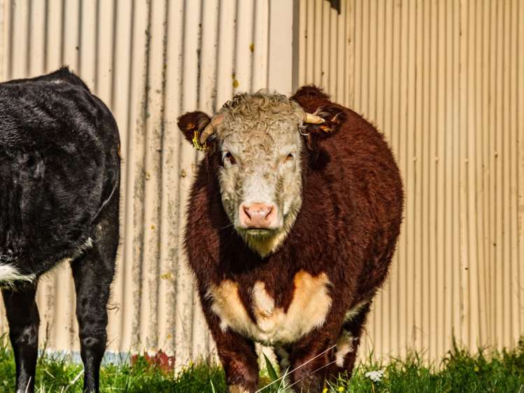 193 Mikimiki Road Mikimiki_12