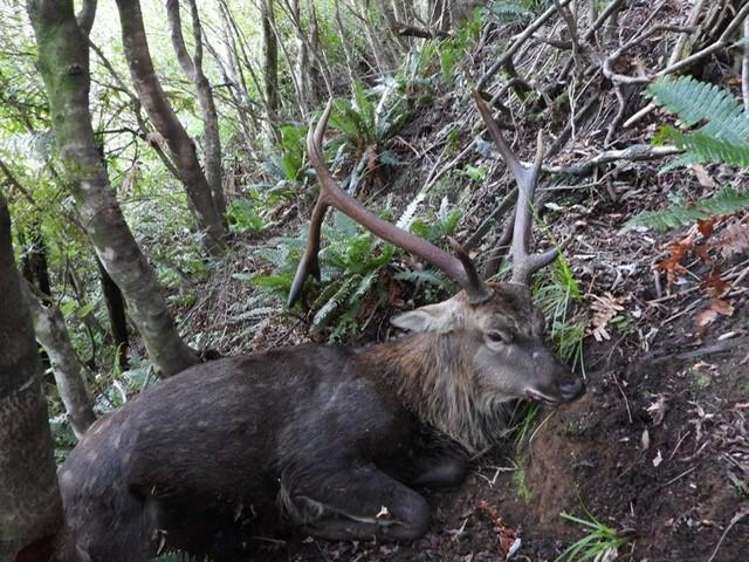 196 Griffiths Road Ruatoria_25