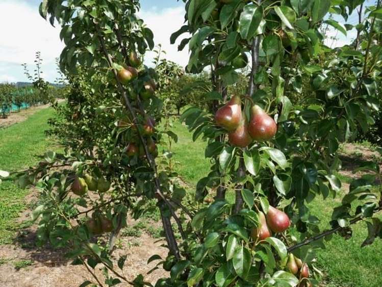 165a State Highway 1 Awanui_3