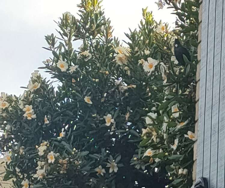 3/15 Donald Street Regent_6