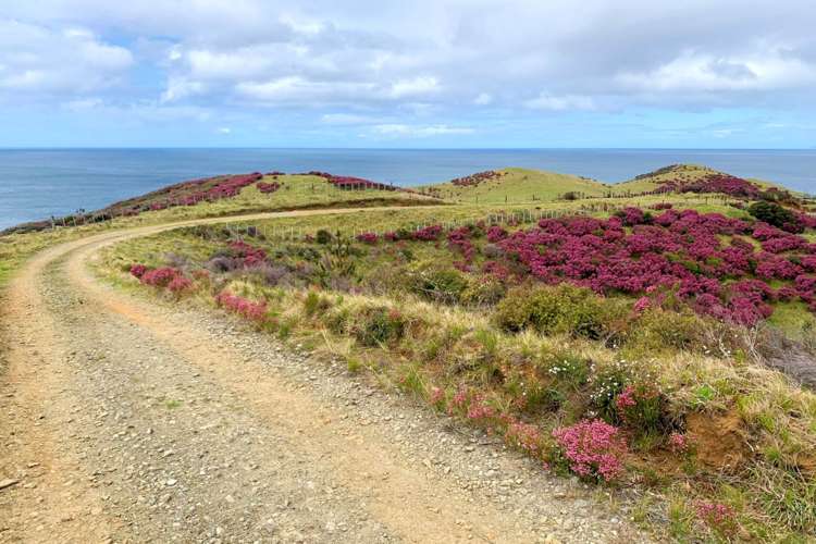 346 Gray Road Great Barrier Island (Aotea Island)_32