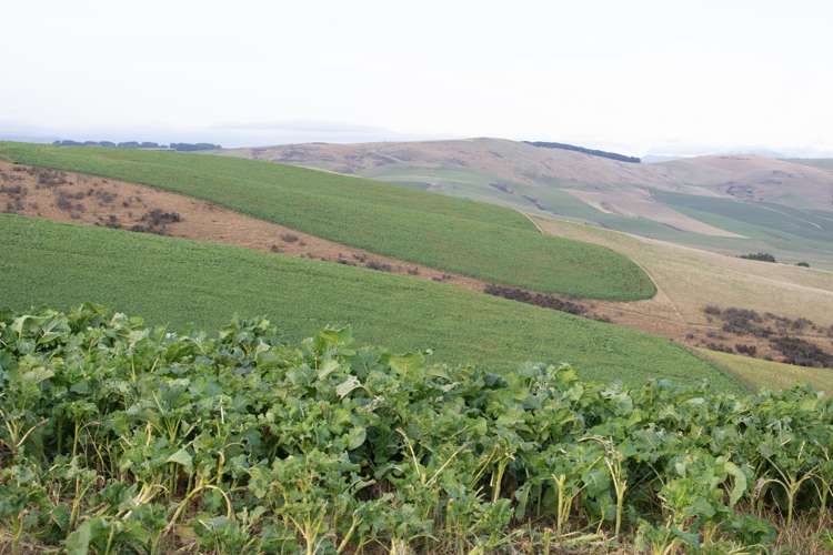 901 Wilden Runs Road West Otago Surrounds_13