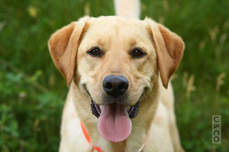 19 Merlot Heights Huapai_11