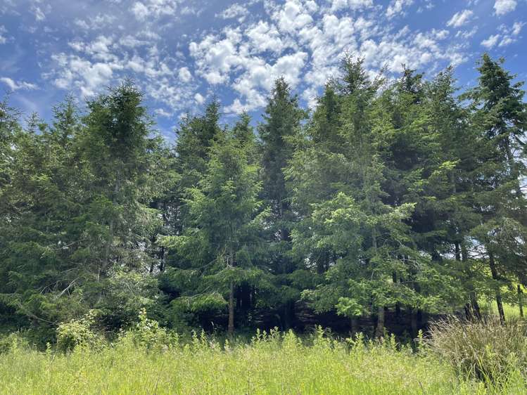 92 Maytown Road Waimate_30