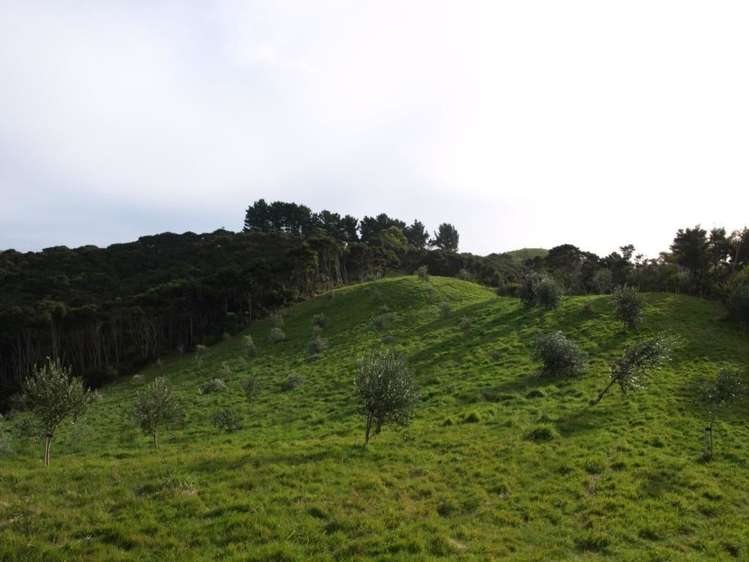 379a Cowes Bay Road Waiheke Island_14