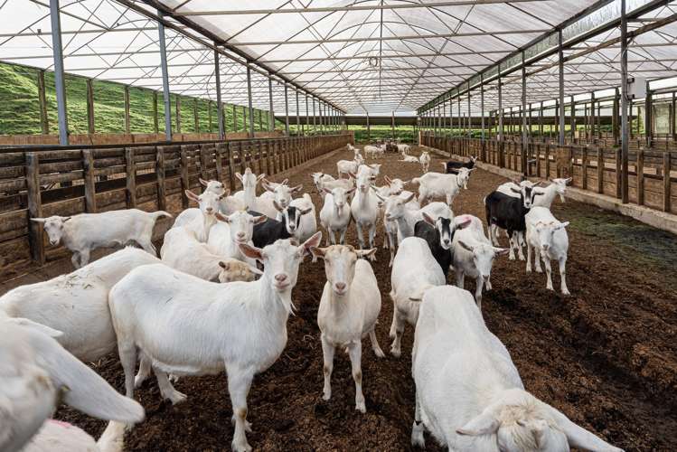 878 Russell Road Whakapara_6