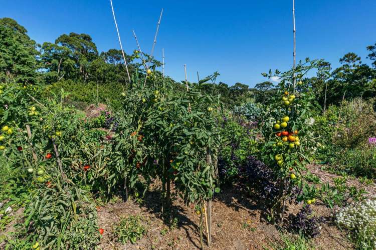 882 South Head Road South Head_12