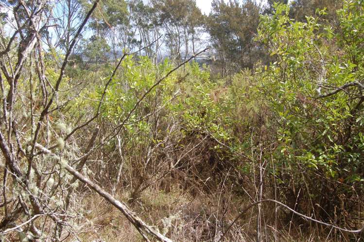 914 Whakapirau Road Whakapirau_7