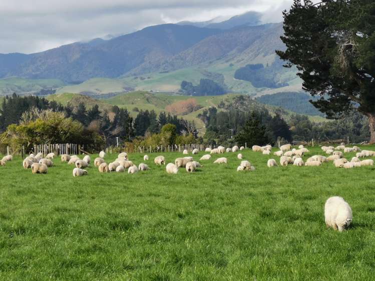 2/230 Clyde Road Burnside_11