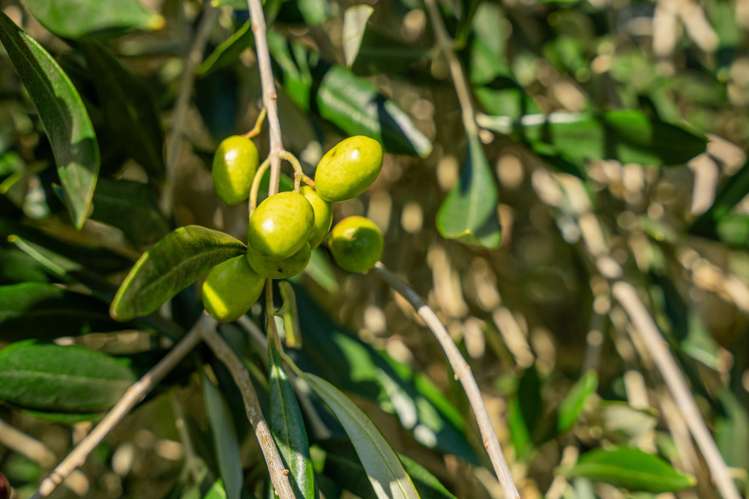 147 Settlement Road Te Horo_32