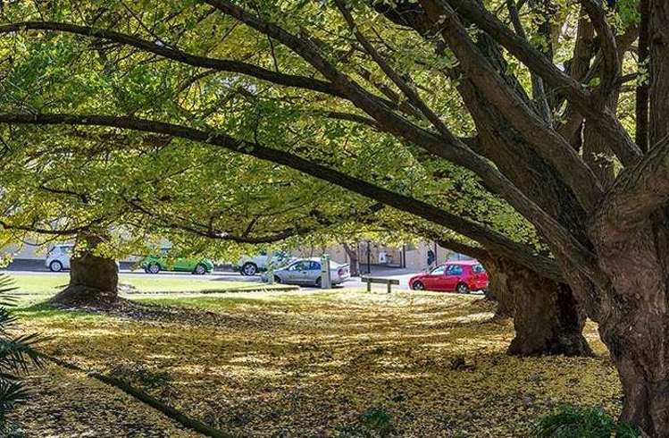 3e/2 Eden Crescent Auckland Central_15