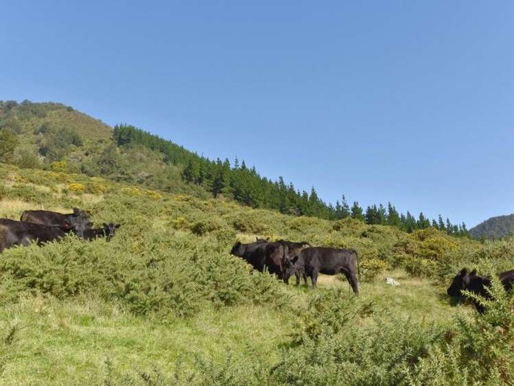 446 Glentui Bush Road Glentui_25