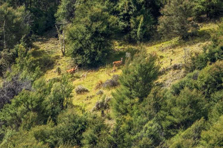 1180 Tyntesfield Road Waihopai Valley_25