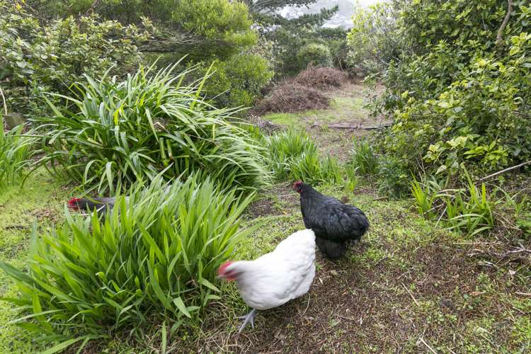 64 Nalanda Crescent Broadmeadows_17