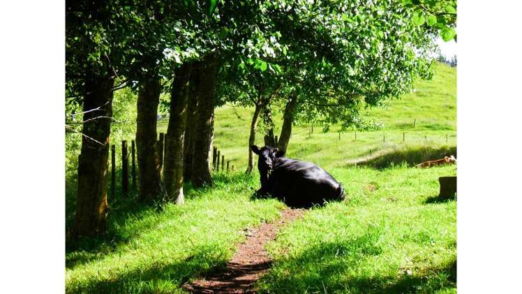 1505 Waikite Valley Road Ngakuru_11