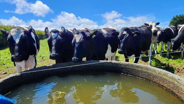 1203A Upland Road Inglewood_4