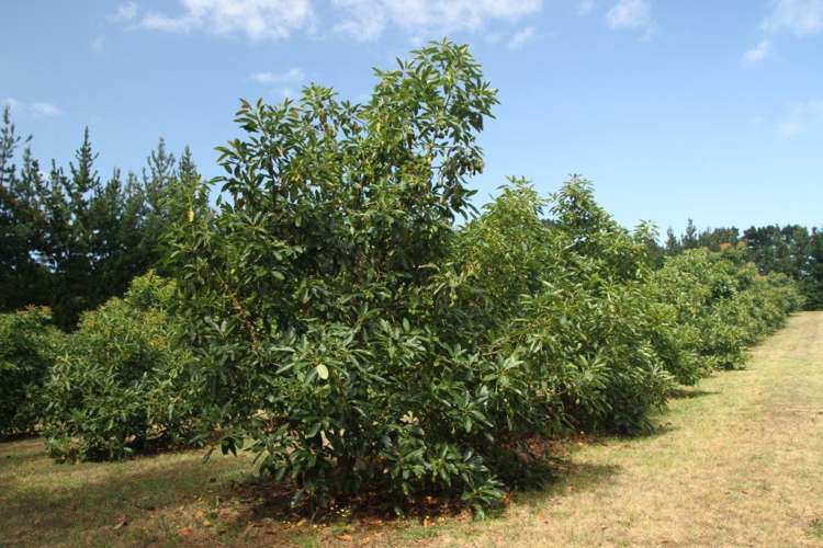 44 Te Ngaio Point Road Tapora_10