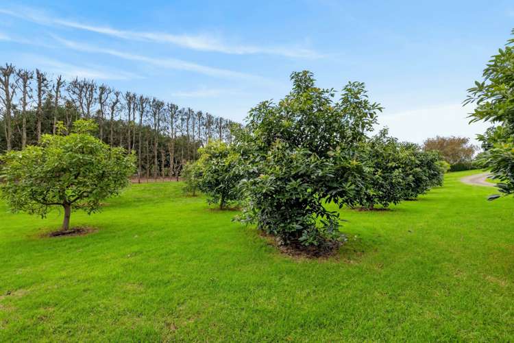 84 Plummer Road Whakamarama_17
