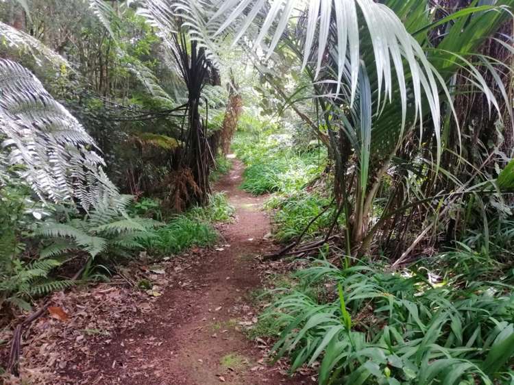 259 Surrey Hill Road Oakura_11