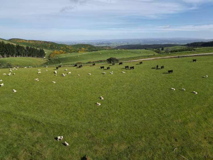 759 Waitahuna Gully Road Manuka Creek_19