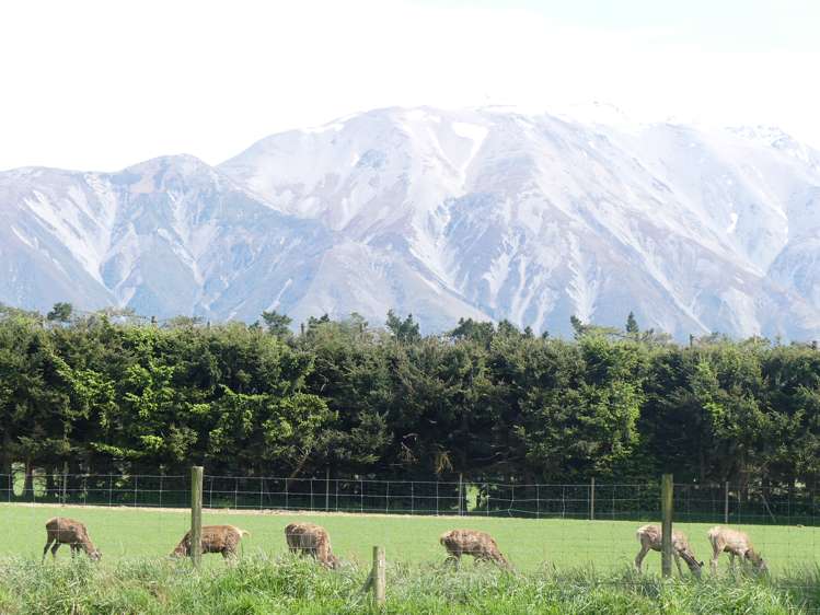 347 Darts Road Methven_19